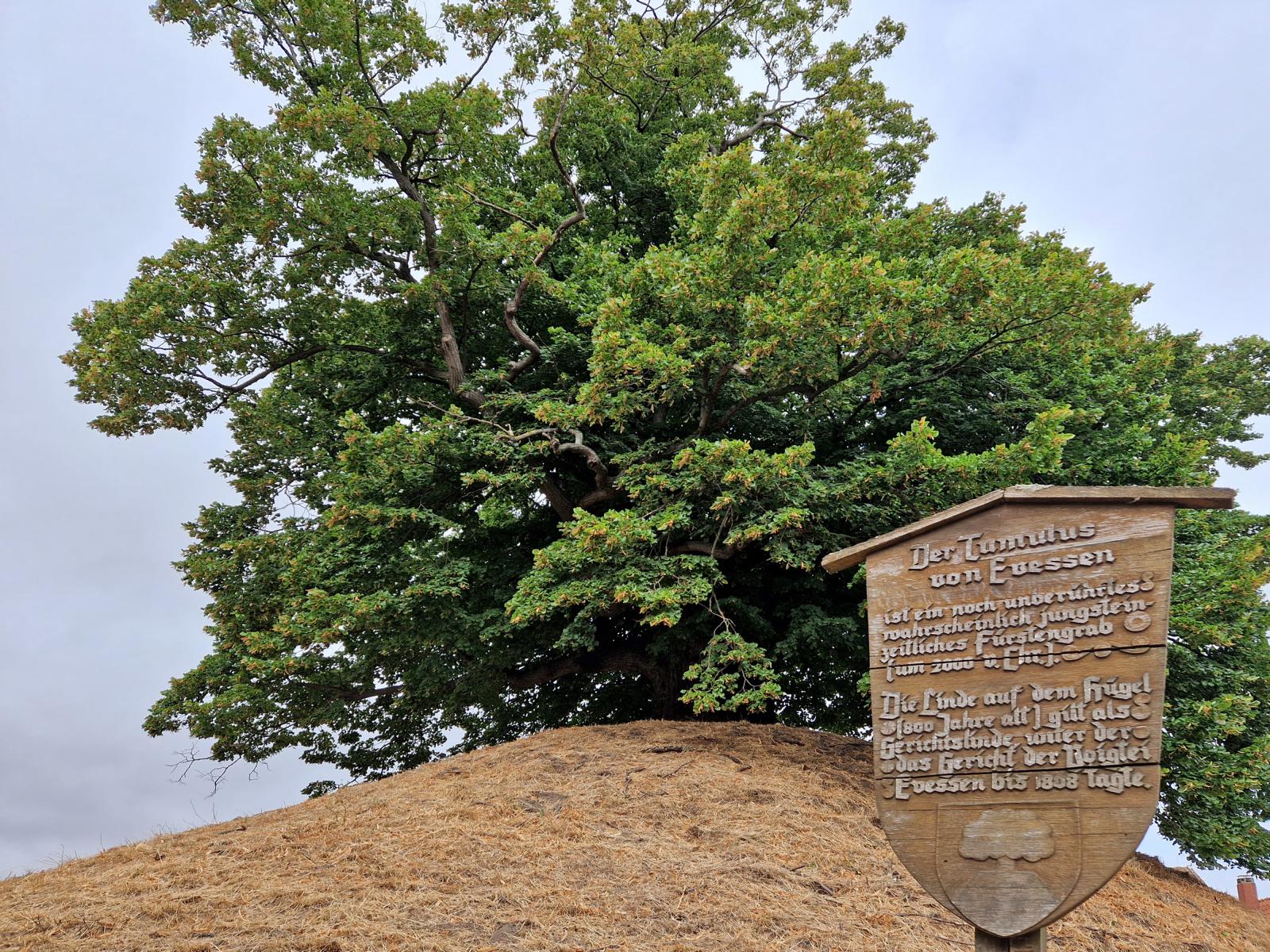 Tumuluslinde Evessen: urtümliche, liebevoll geschnitzte Holztafel mit Infos zum Baum