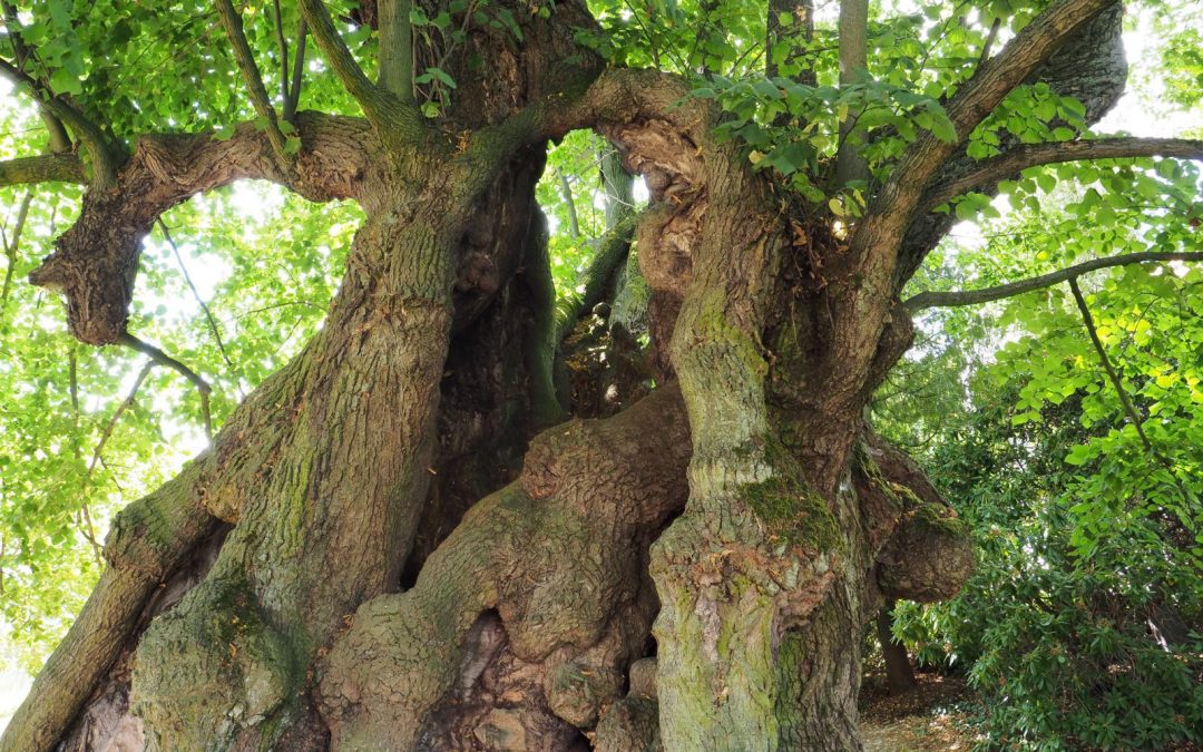 Gerichtslinde Collm (Sachsen, 50 km östlich von Leipzig) als Nationalerbe-Baum ausgewählt