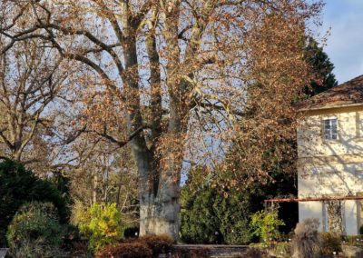 Platane Hohenheim: sehr platanentypische Stammgabelung in etwa 4 m Höhe, die den Charakter des Baumes prägt und hier auf seinen möglichen Ursprung seiner Zwieselpflanzung hindeuten kann