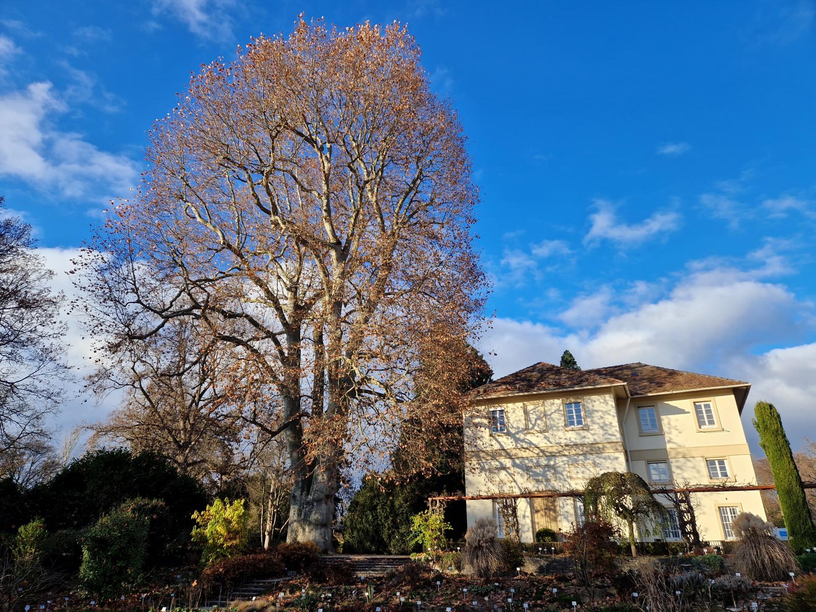 Platane Hohenheim: beeindruckender, diesen Gartenteil prägender 35 m hoher Riesenbaum am Spielhaus