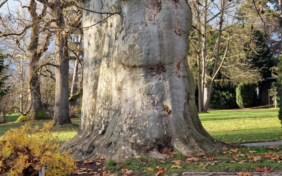 Riesenplatane in den Hohenheimer Gärten (Stuttgart) als Nationalerbe-Baum ausgewählt