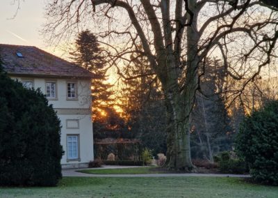 Platane Hohenheim: am Tag der Vereinbarungs-Unterzeichnung (16.2.) wunderschöner Sonnenaufgang zwischen dem Ehrenbaum und dem Spielhaus gegen 8 Uhr