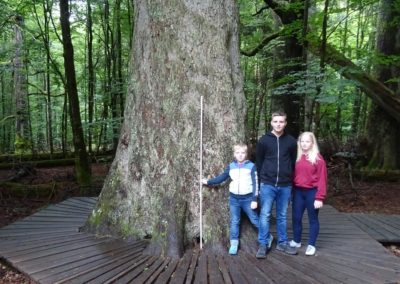 die 3 baumbegeisterten Kinder der Baummelder-Familie aus der Nähe von Dresden, die im Bayerischen Wald im Urlaub diesen Baum gefunden haben – ihren nächsten Urlaub wollen sie dort zur Ausrufung verbringen! (2m-Zollstock, Foto: A. Friedrich)