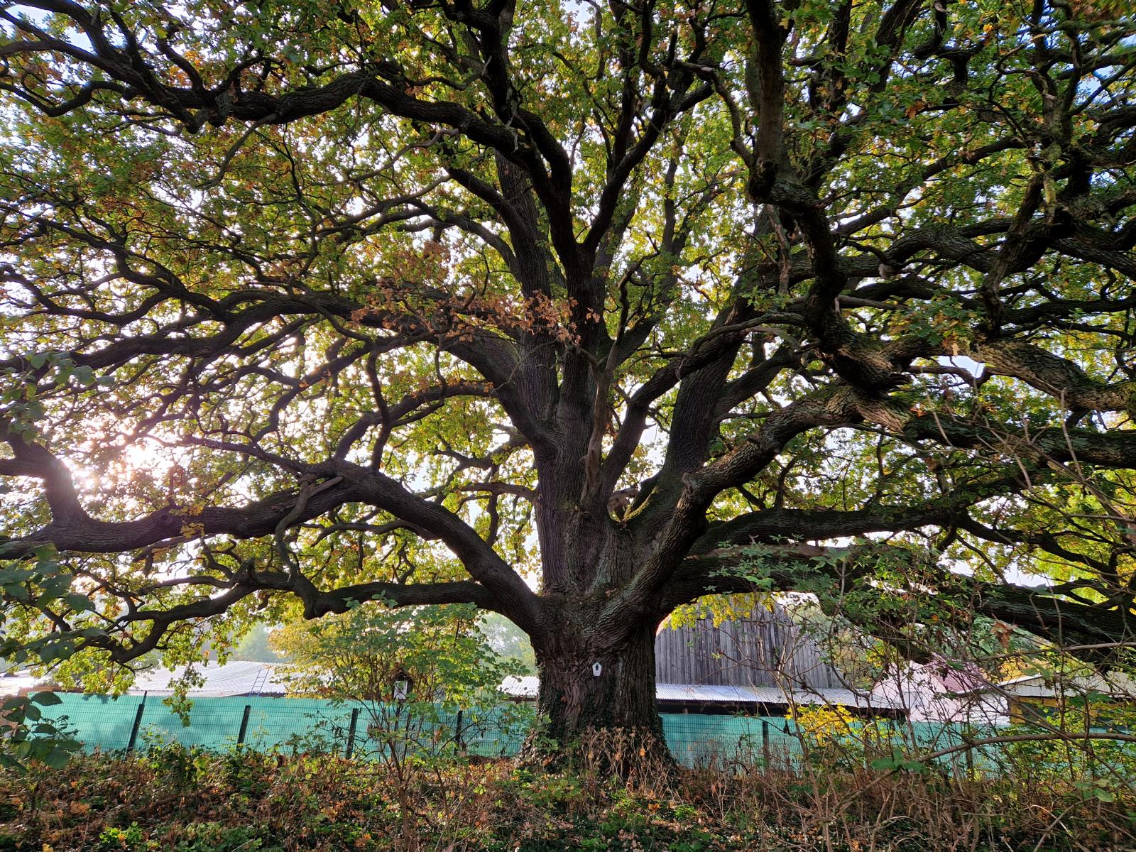 Pfarreiche Klein Lübars: ein Wald von Ästen bei beginnender Herbstfärbung Mitte Oktober