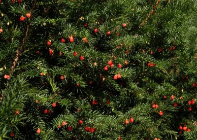 Eibe Thedinghausen: leuchtend rote Eibensamen im Herbst, also ein weiblicher Baum