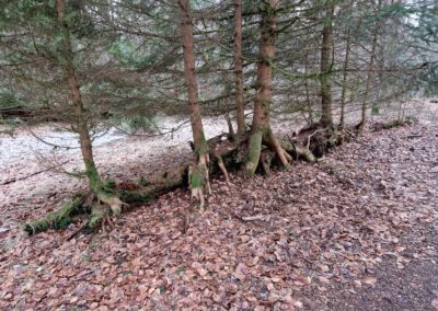 "Ammenverjüngung" von Fichten auf einem alten Baumstamm in unmittelbarer Nähe der Tanne – so sieht ein Urwald aus