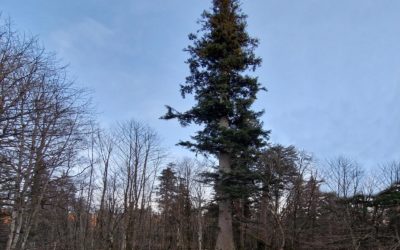 Urwaldtanne beim Zwieslerwaldhaus im Nationalpark Bayerischer Wald (Bayern) als Nationalerbe-Baum ausgewählt