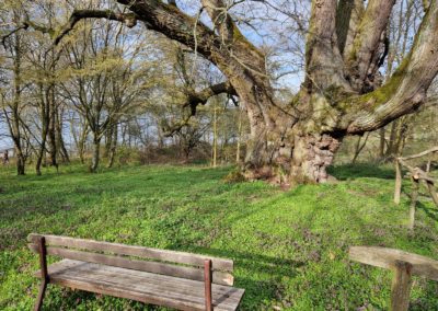 Ausrufung Linde Pehlitzwerder: Die Bank zum Baum-Bestaunen steht bereit: der Ehrenbaum mit seiner wunderbaren Umgebung am Parsteiner See.
