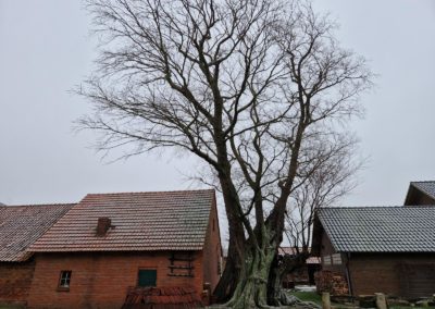 Hofulme Bierde: was dieser Baum schon alles erlebt und sich davon wieder erholt hat, ist ein Naturwunder