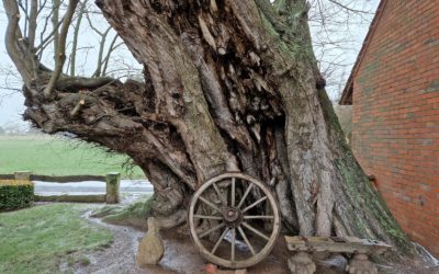 Alte Hofulme in Bierde bei Minden (NRW) wird Nationalerbe-Baum