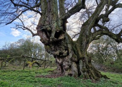 Ausrufung Linde Pehlitzwerder: die von Kamera "entdeckte" Rieseneule im Baum (die erkennt nur, wer sie sehen will…)