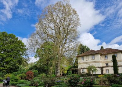 Ausrufung Platane Hohenheim: Der ganze Garten strahlt in schönsten Farben…