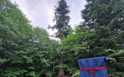 Ausrufung der Urwaldtanne im Nationalpark Bayerischer Wald gebührend gefeiert