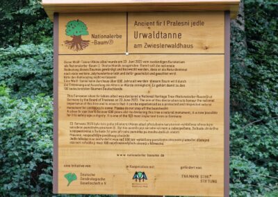 Ausrufung der Urwaldtanne: die Tafel in ihrer ganzen Pracht dreisprachig und aus Vollholz