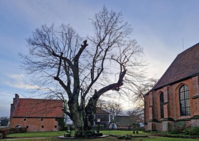 Klosterlinde Hankensbüttel-Isenhagen: urtümliche Baumgestalt im Zugangsbereich des Klostergeländes