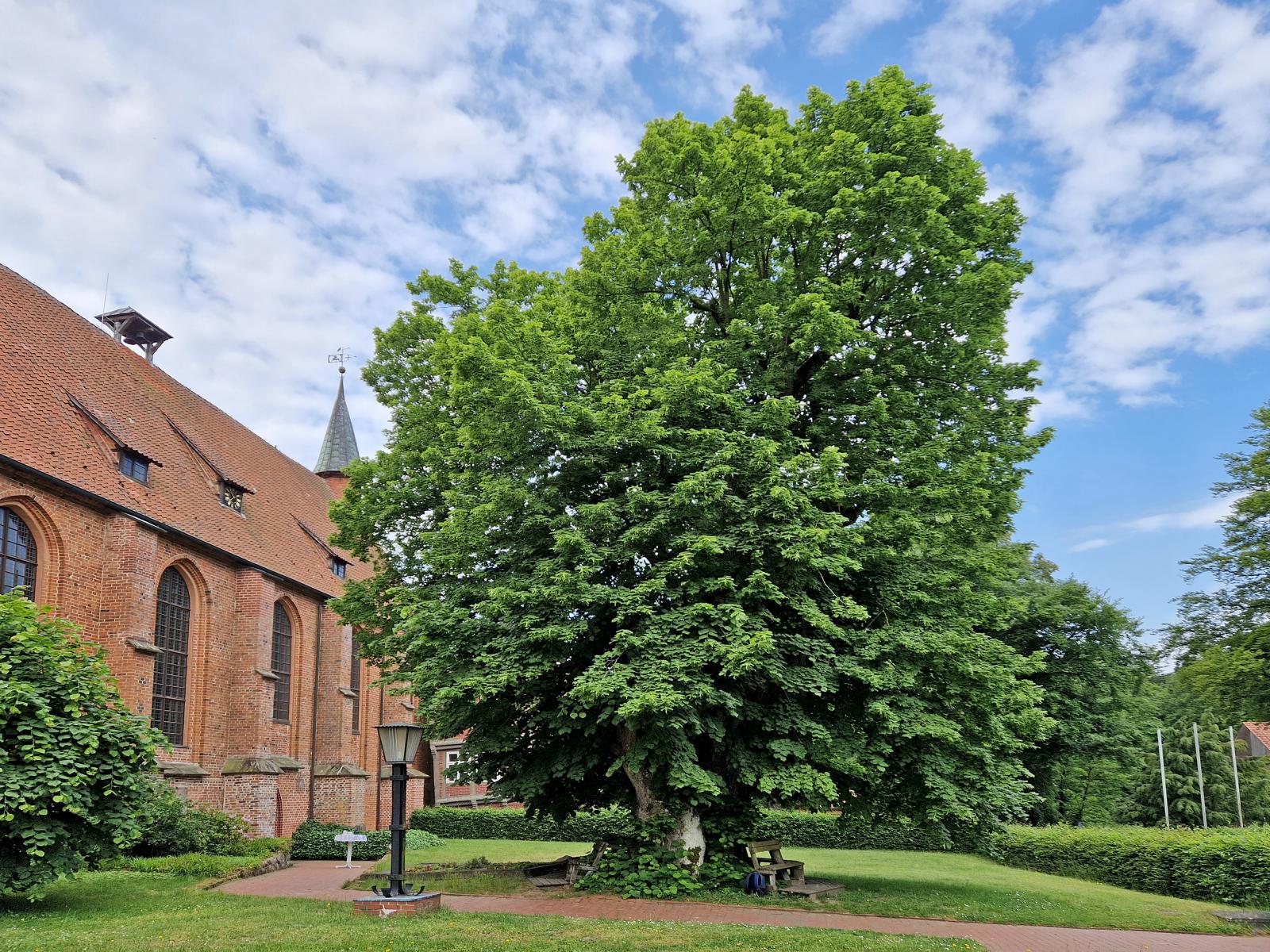 Klosterlinde Hankensbüttel-Isenhagen: …direkt vor der Stiftskirche: der Baum muss hier von seinem ersten Lebensjahr an eine herausragende Bedeutung und Bestimmung gehabt haben