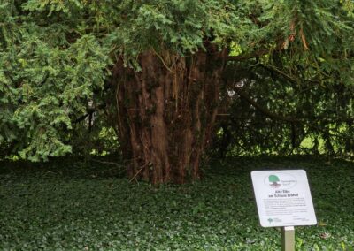 Ausrufung der alten Eibe am Schloss Erbhof in Thedinghausen: Highlight Stamm des Baumes mit neuer Baumtafel