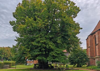 Ausrufung Klosterlinde Isenhagen: der Ehrenbaum am Morgen des Ausrufungstages mit beginnender herbstlicher Verfärbung…
