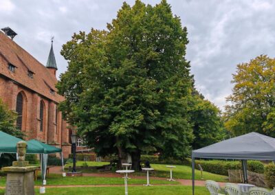 Ausrufung Klosterlinde Isenhagen: Die Vorbereitungen zur Feier laufen