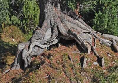 Die abgestorbene Baumunterlage zur Keimung ist längst verrottet, daher steht diese Zirbe wie auf Stelzen.