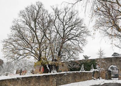 Burglinde am Schloss Homberg (Ohm): der Hohle Baum am Schloss, rechts hinter der Linde ist der Eingang in der Schlossmauer zu sehen