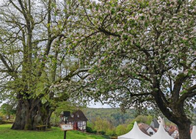 Ausrufung der Schlosslinde Hohler Baum: Bomben-Naturstimmung am Morgen des Ausrufungstages an der Linde mit Nachbarbaum in vollster Apfelblüte