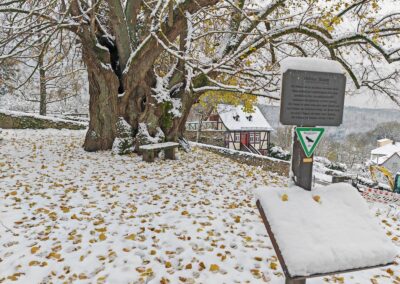 Burglinde am Schloss Homberg (Ohm): ungewöhnlich: tiefster Winter beim Baumbesuch im Herbst