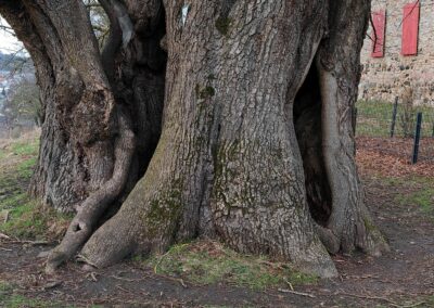 Burglinde am Schloss Homberg (Ohm): der Hohle Baum mit Ein- und Ausgang – möglichst nur ohne Schuhe hineinlaufen