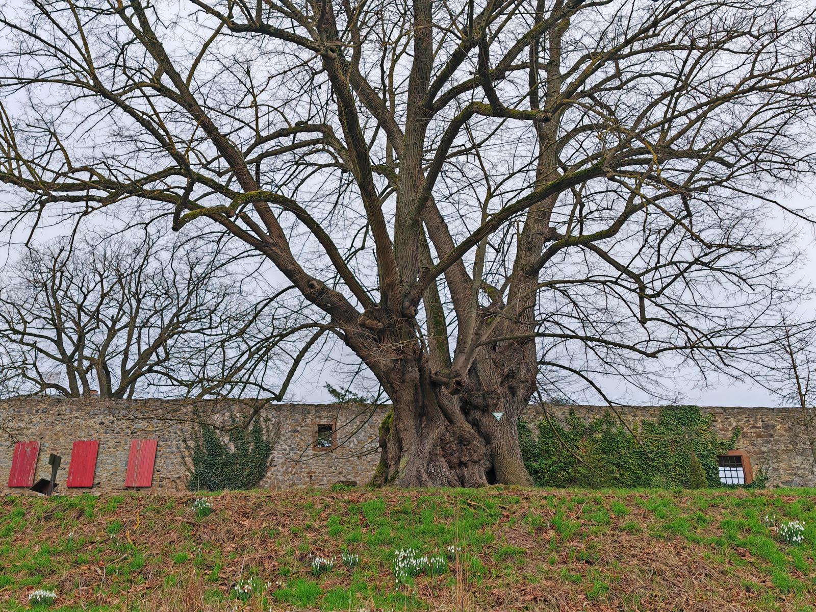 Burglinde am Schloss Homberg (Ohm): die seit 1925 nach dem Abbruch vollständig regenerierte gewaltige Krone