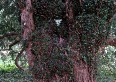Eibe Hofgut Lebach: Stamm des Naturdenkmals im Bereich der Astabzweigungen zur Krone immer dicker werdend