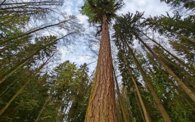 Riesenlärche im Thüringer Wald als Nationalerbe-Baum ausgewählt