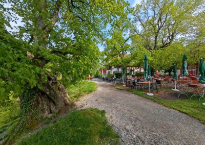 Burkhartlinde am Haldenhof: Baum mit Wohlfühl-Umgebung: hier möchte man Stunden verweilen, um den Baum, den Bodensee-Ausblick und die regionale Küche zu genießen