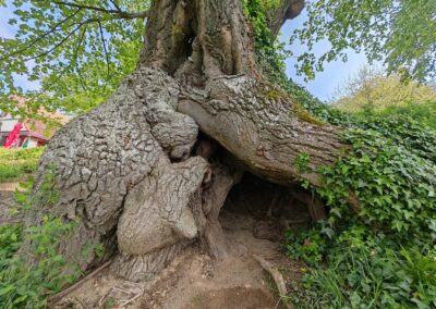 Burkhartlinde am Haldenhof: beeindruckende Höhle unter dem Stammfuß: sehr deutliche Zeichen eines ehemaligen Vorgängerbaumes und von Hangerosion