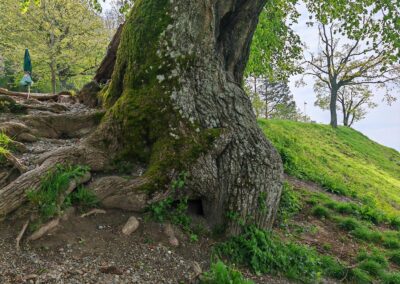 Burkhartlinde am Haldenhof: Die Linde krallt sich in den Hang, was bei ihrem Schiefstand sehr anstrengend sein muss