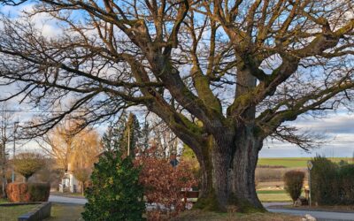 Eiche in der Gemeinde Buch (Hunsrück, Rheinland-Pfalz) wird Nationalerbe-Baum