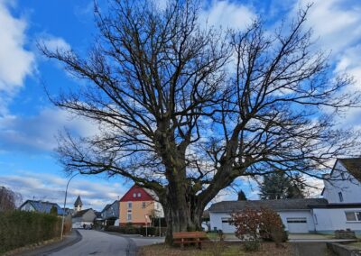 Bucher Eiche: ortsprägender Baumhabitus und -standort