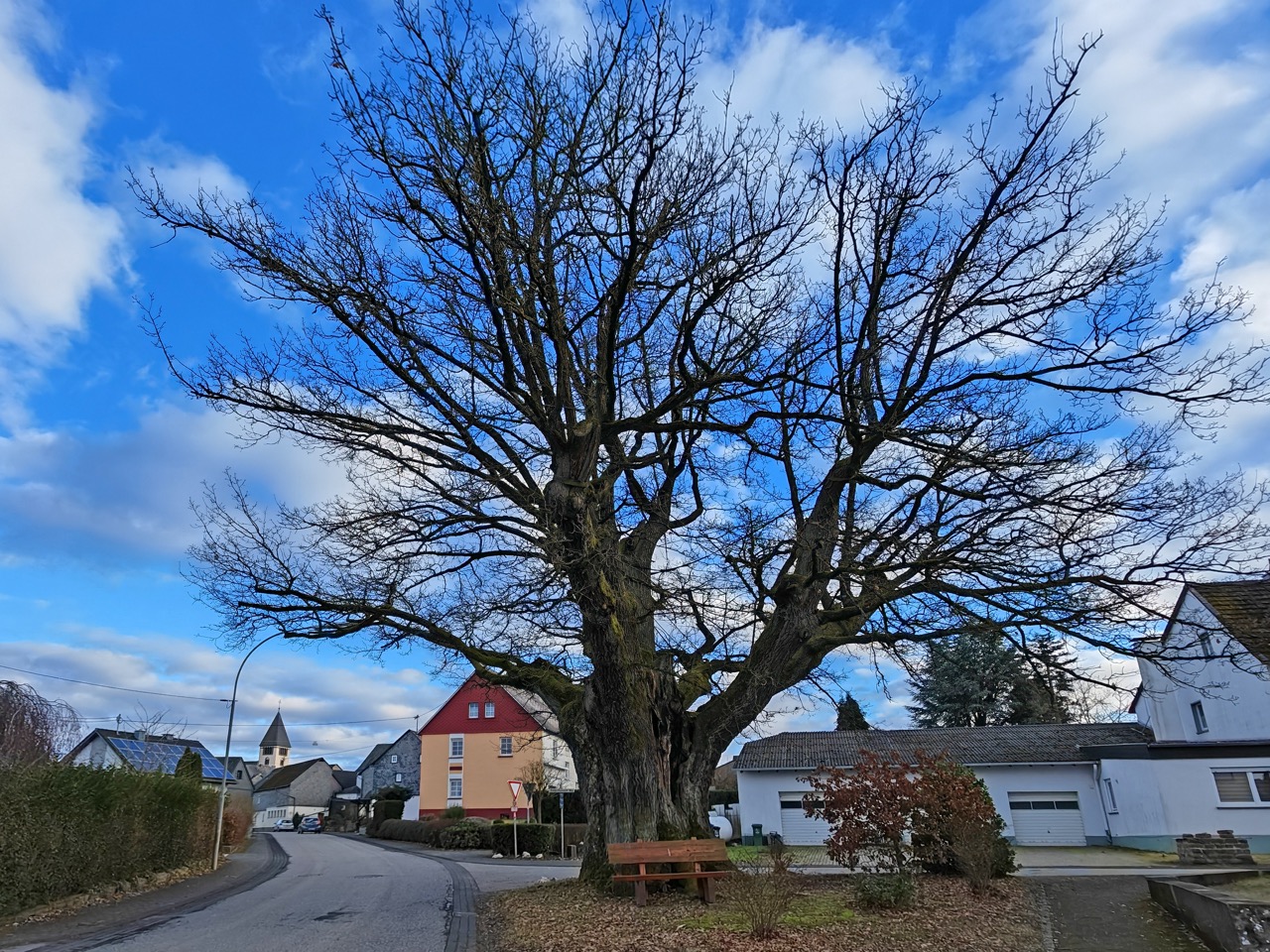 Bucher Eiche: ortsprägender Baumhabitus und -standort