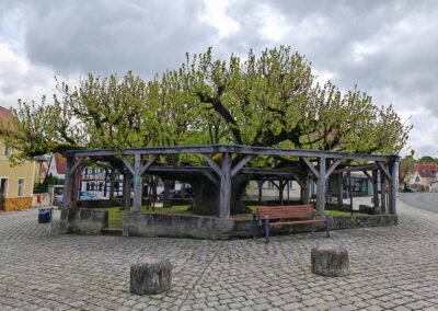 Tanzlinde Effeltrich: ein sehr imposanter Anblick des Baumes auf dem zentralen Dorfplatz von Effeltrich im April