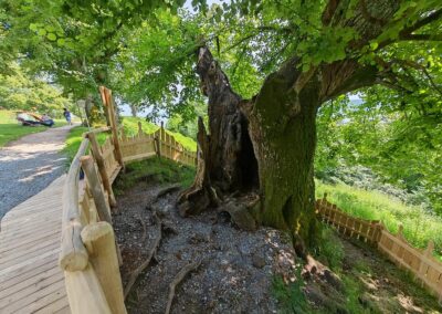 Ausrufung Burkhartlinde: der malträtierte Baum nun geschützt durch Eingrenzung mit einem emotionalen Robinienzaun