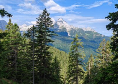 Ausrufung Zirbe Schachen: dann nach etwa 2 Std. die erste Arve (2. von links) vor Gebirgskulisse des Zugspitzenmassivs mit Alpspitze