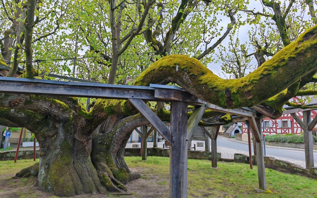 Tanzlinde in Effeltrich (Fränkische Schweiz) im Bayerischen Oberfranken wird Nationalerbe-Baum
