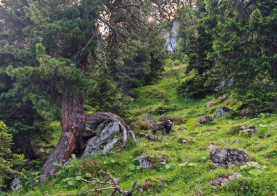 Ausrufung Zirbe Schachen: eine meiner dicken Lieblingszirben dort oben (direkt am Schachenweg), mit sagenhaftem Stammfuß