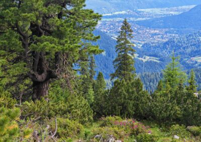 Ausrufung Zirbe Schachen: Kandelaberzirbe (links) mit blühenden Alpenrosen und Blick nach Garmisch (nach etwa 2,5 Std. Aufstieg)