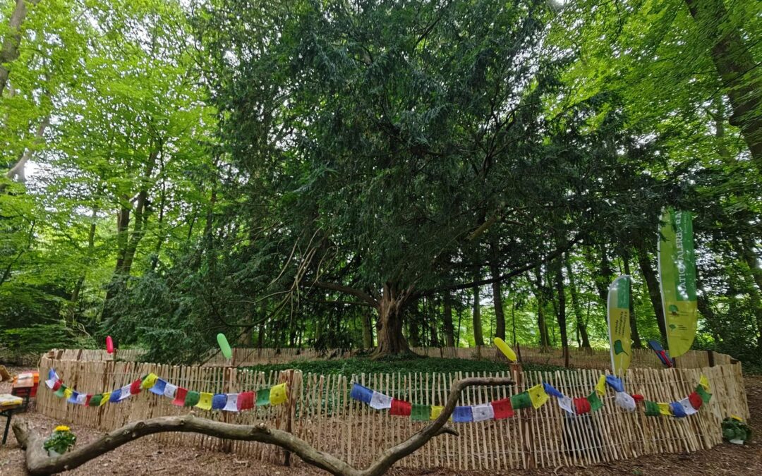 Stimmungsvolle Ausrufung der Waldeibe im Klosterpark Schortens (Friesland, Niedersachsen) würdevoll gefeiert