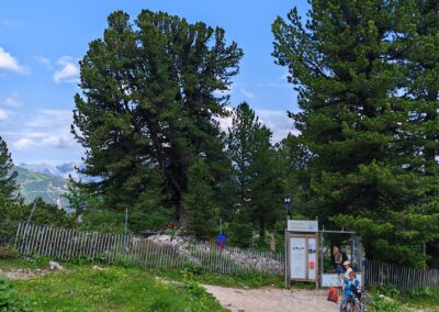 Ausrufung Zirbe Schachen: die Tafel ist am Zaunpfosten angebracht und verhüllt (Bildmitte unten), links dahinter der Ehrenbaum