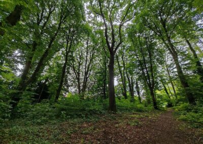 interessant: im Park eine rekonstruierte ehemalige Thingstätte mit einer Eiche in der Mitte und 12 Linden im Kreis darum