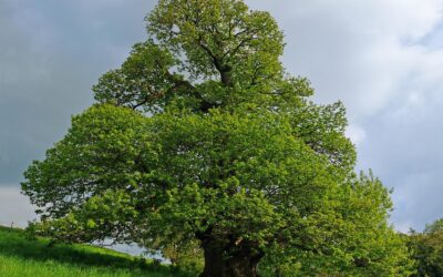 Dicke Ess-Kastanie in Aachen als Nationalerbe-Baum von Nordrhein-Westfalen ausgewählt
