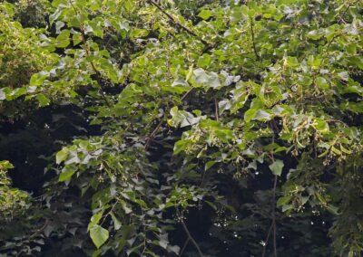 die Linde voll mit reifenden Früchten, darunter auch etliche mit 6 im Fruchtstand: ein Zeichen für "25% Gene" der Winter-Linde in dieser Sommer-Linde