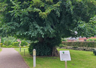 Ausrufung Reformationslinde Steinbergkirche: die etwa 500-jährige Reformationslinde nun mit Ehrentafel als Nationalerbe-Baum