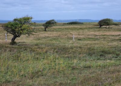 im nahen Naturschutzgebiet Geltinger Birk sieht man, wie hier alles vom dauernden Wind und Sturm geprägt wird (Blick rüber nach Dänemark)